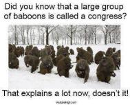 Did you know that a large group of baboons is called a congress? That explains a lot now, doesn't it!